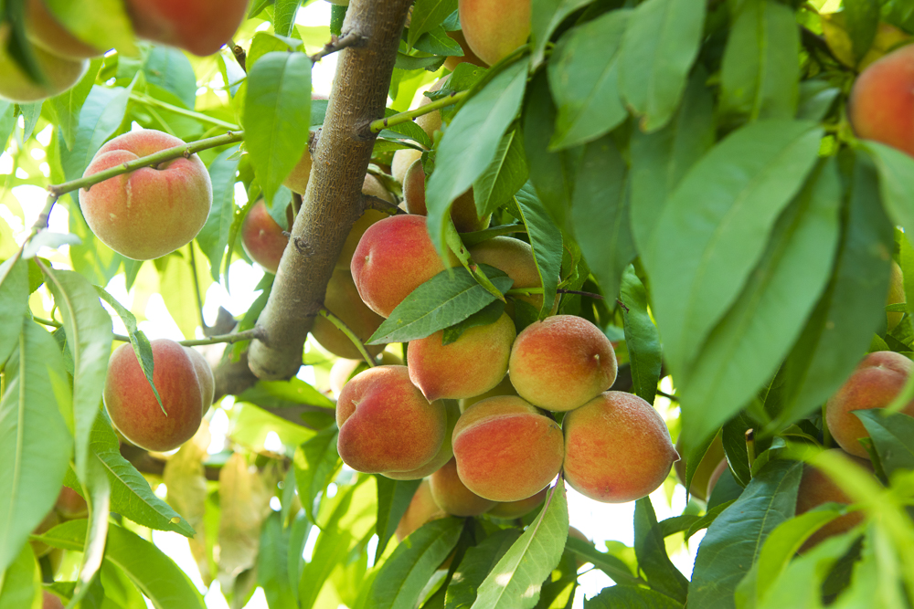 #毕业旅行啦#石家庄慧灯庄园，夏日里寓教于乐爽歪歪