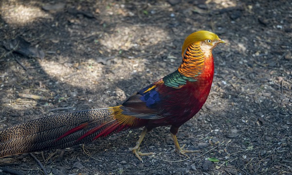 银川有什么好吃的特产零食,宁夏银川有什么特产好吃又便宜