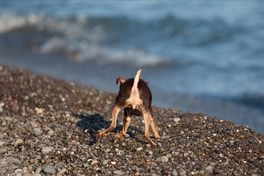 狗狗舔菊花的深意，你了解吗？