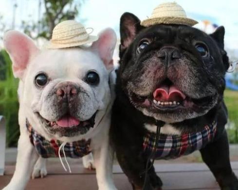 法国斗牛犬性格特点与优缺点,法国斗牛犬优缺点及适合人群