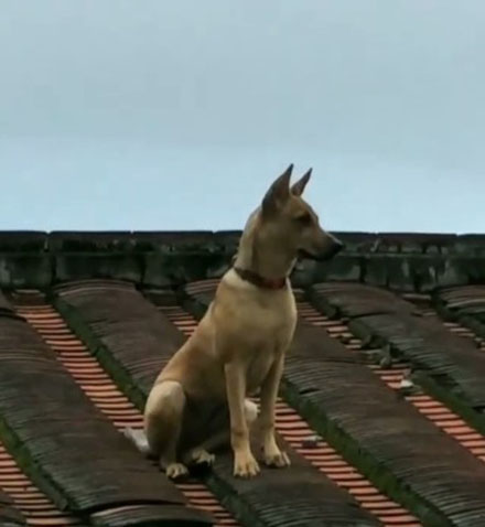 这只狗狗吃不到好吃的居然要和主人拼命，哈哈