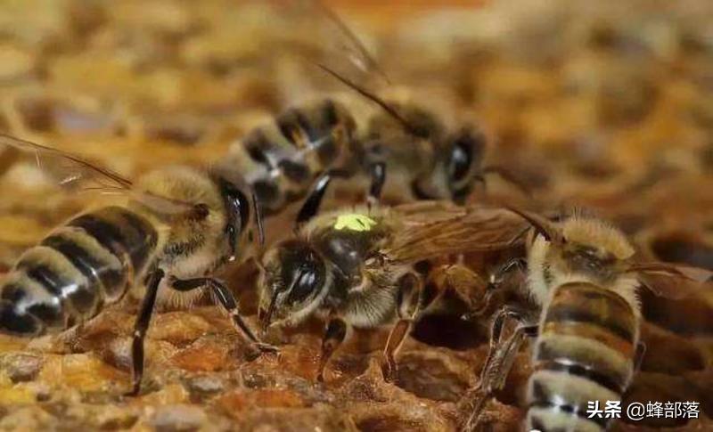 新蜂王产卵效果怎么样,新蜂王产卵会不会多卵