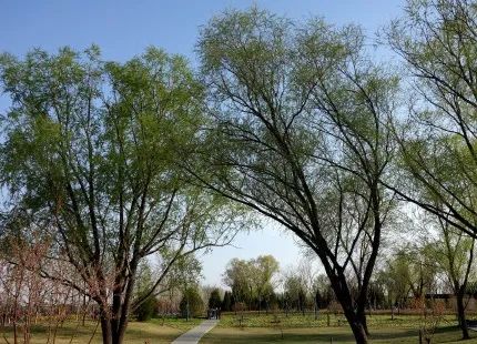 北京五环最美花海,附近免费景点踏青网红打卡地