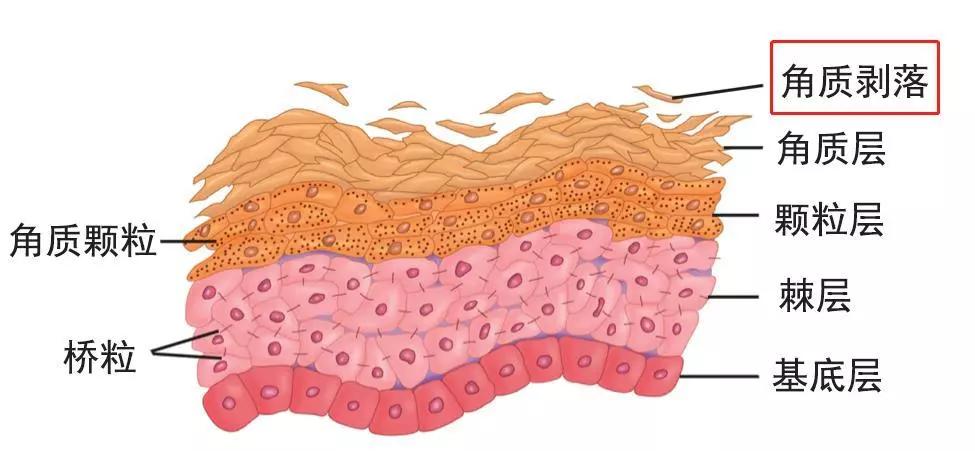 刷酸真的可以换脸吗,刷酸一定要刷全脸吗