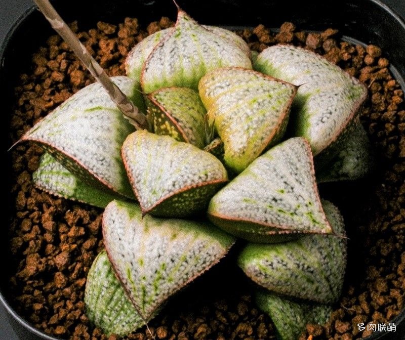 多肉玉露寿的品种图鉴,日本十大耐阴多肉