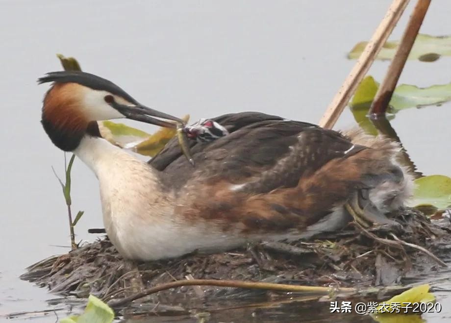 刚出生的鱼宝宝很大,刚生出来的鱼宝宝不怎么动呢