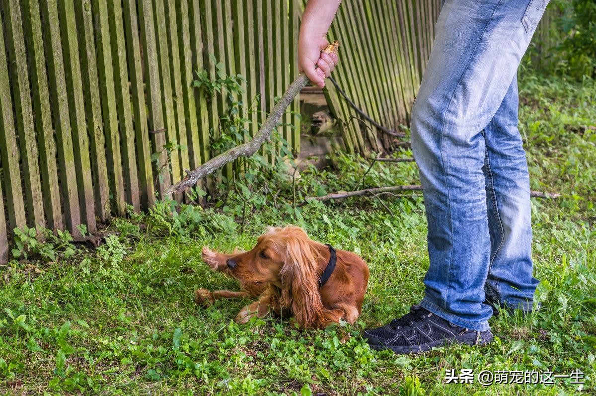 狗犯错了打了它它一直笑,狗犯错打狗它知道错吗