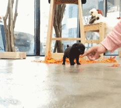 茶杯犬可不可爱会不会咬人,养茶杯犬的好处