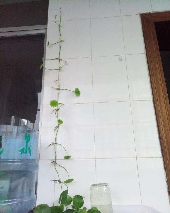 适合懒人养的铜钱草,瀑布过滤养铜钱草