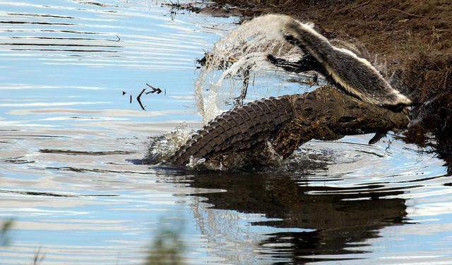 蜜獾平头哥不怕被毒么,平头哥蜜獾怎么不怕任何动物