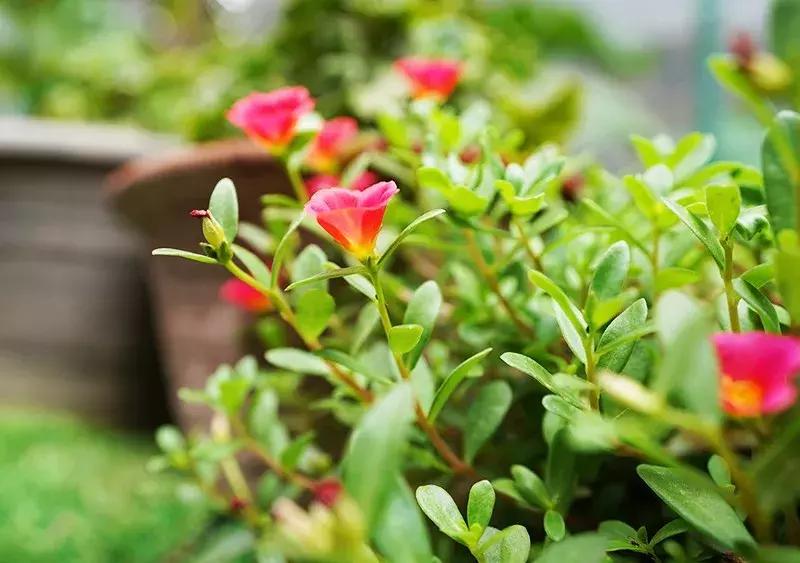 胡同里的日常生活,胡同里的北京生活