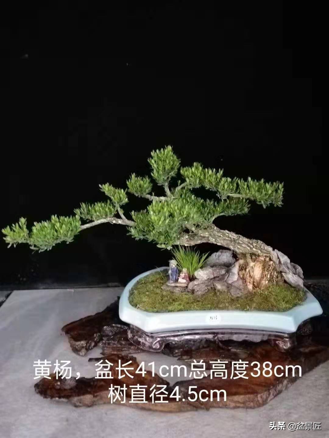 龙柏盆景的造型,龙柏盆景什么样