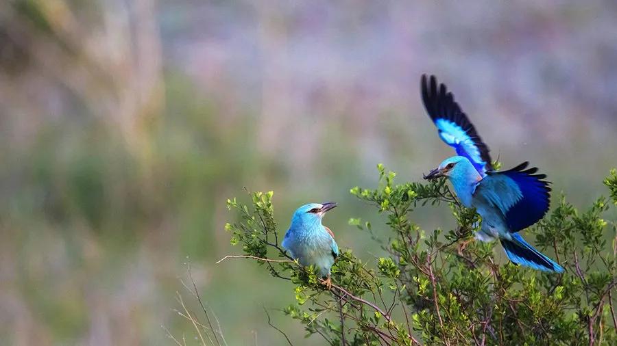 冈比亚是个什么样的国家,冈比亚是个怎样的国家