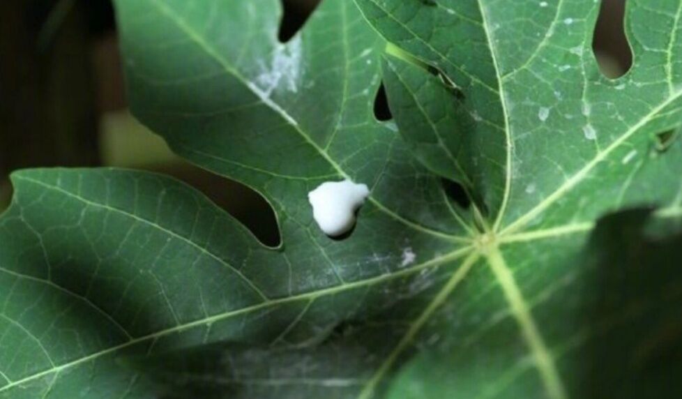 青木瓜之味女主,青木瓜之味女主角结局