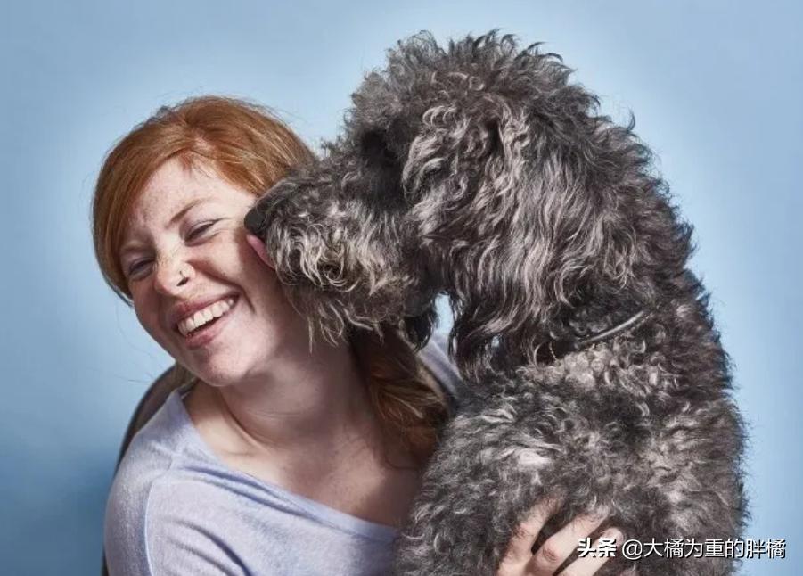 舔了狗狗的舌头会怎么样,贵宾犬为什么不舔人