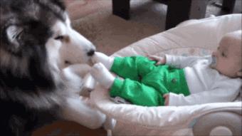 狗狗欠钱怎么办,狗的赔偿标准