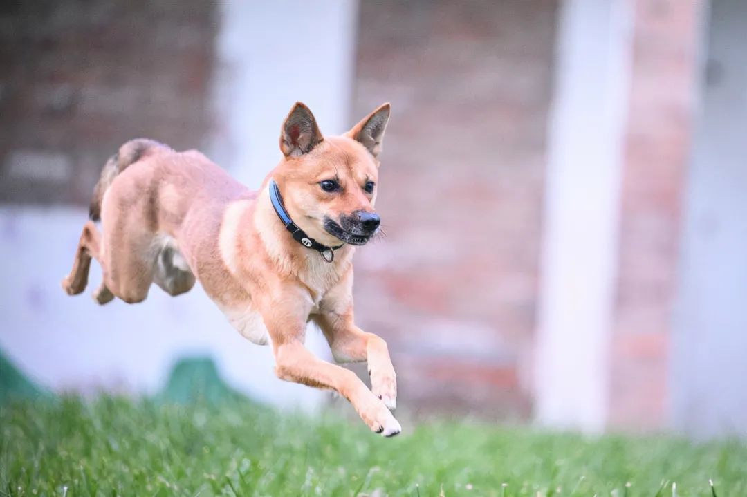 灏煎悍z100-400璇勬祴,灏煎悍z70-2002.8s