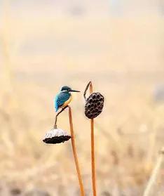 残荷虽败风骨犹存文案,残荷虽败能听雨