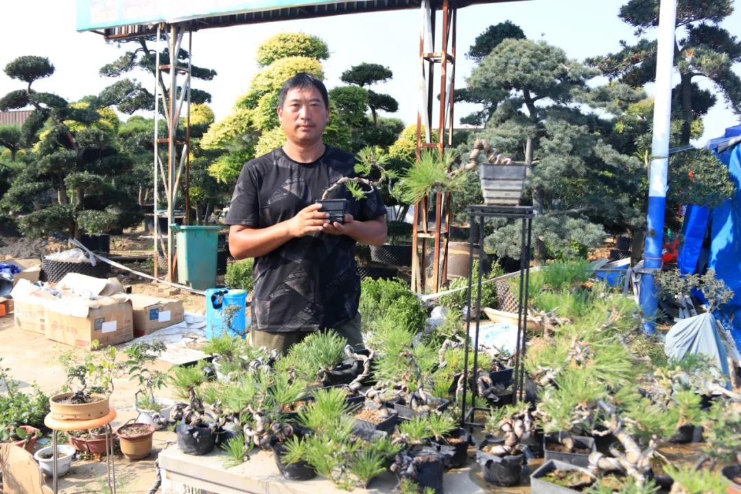 花木盆景活动,秋冬季花木节盆景展