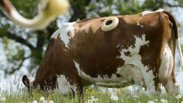 牛身上开孔什么原因,牛背上开洞牛不感染吗