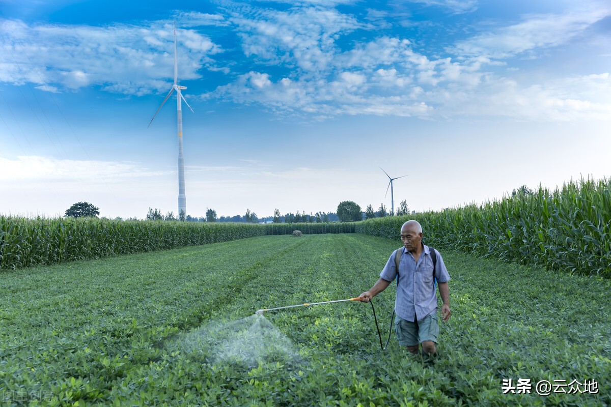 花生栽培高产技术,花生栽培要注意哪些技术要领