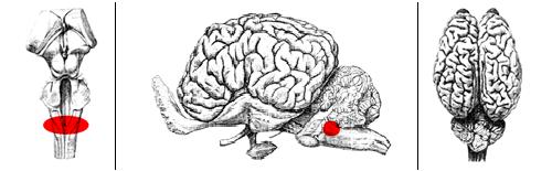 僵尸鹿病毒从何而来,僵尸鹿病在北美传播