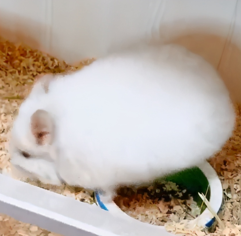 宫崎骏龙猫抱着小龙猫 (有一种可爱叫宫崎骏眼里的龙猫)