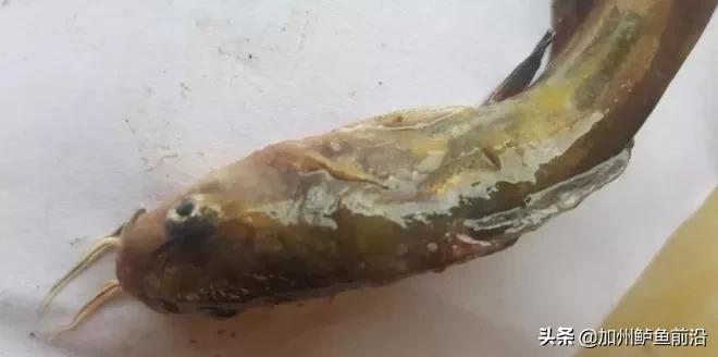 网箱养殖黄颡鱼水霉病防治,黄颡鱼苗水霉病用什么药