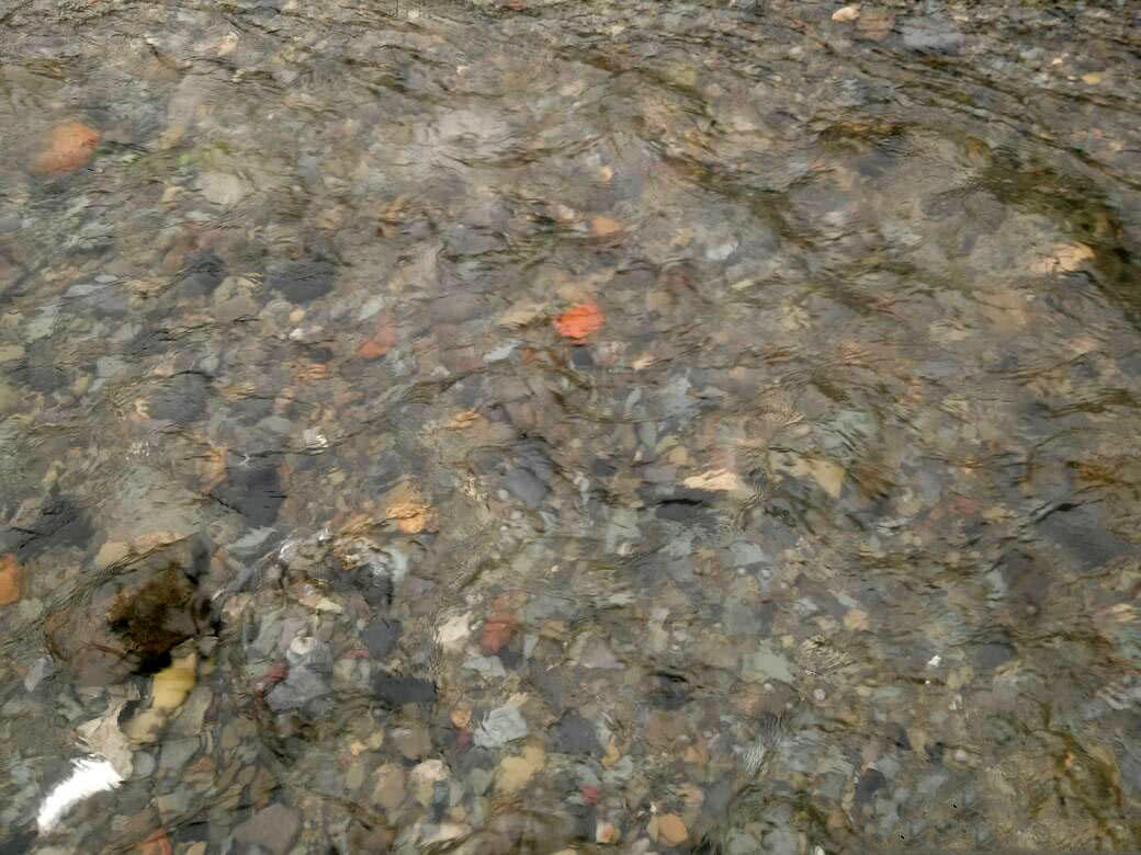 盘车冲钓赤尾,盘车冲钓青尾鲴