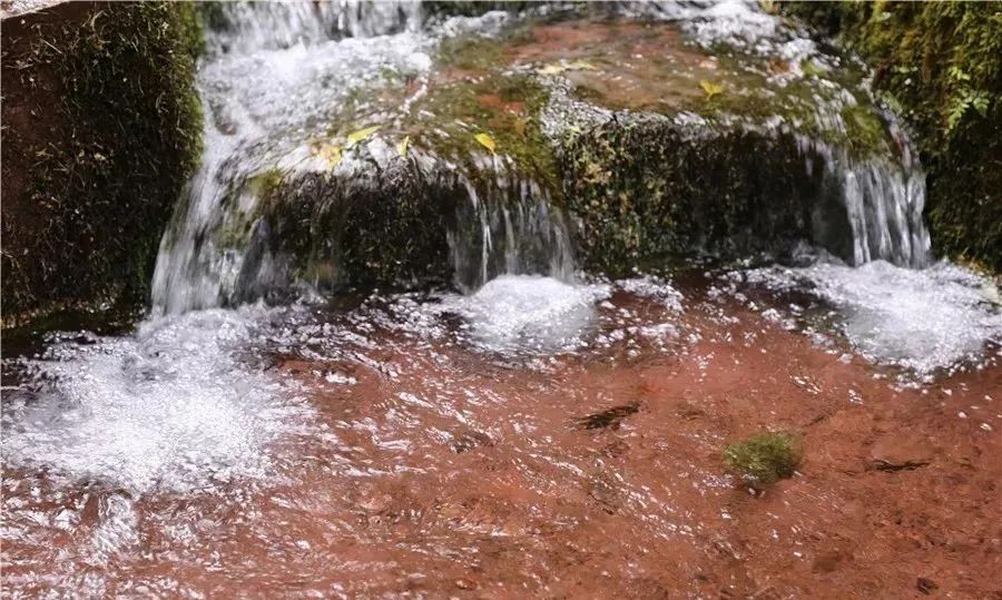 云品出滇入鲁,云品出滇鲜