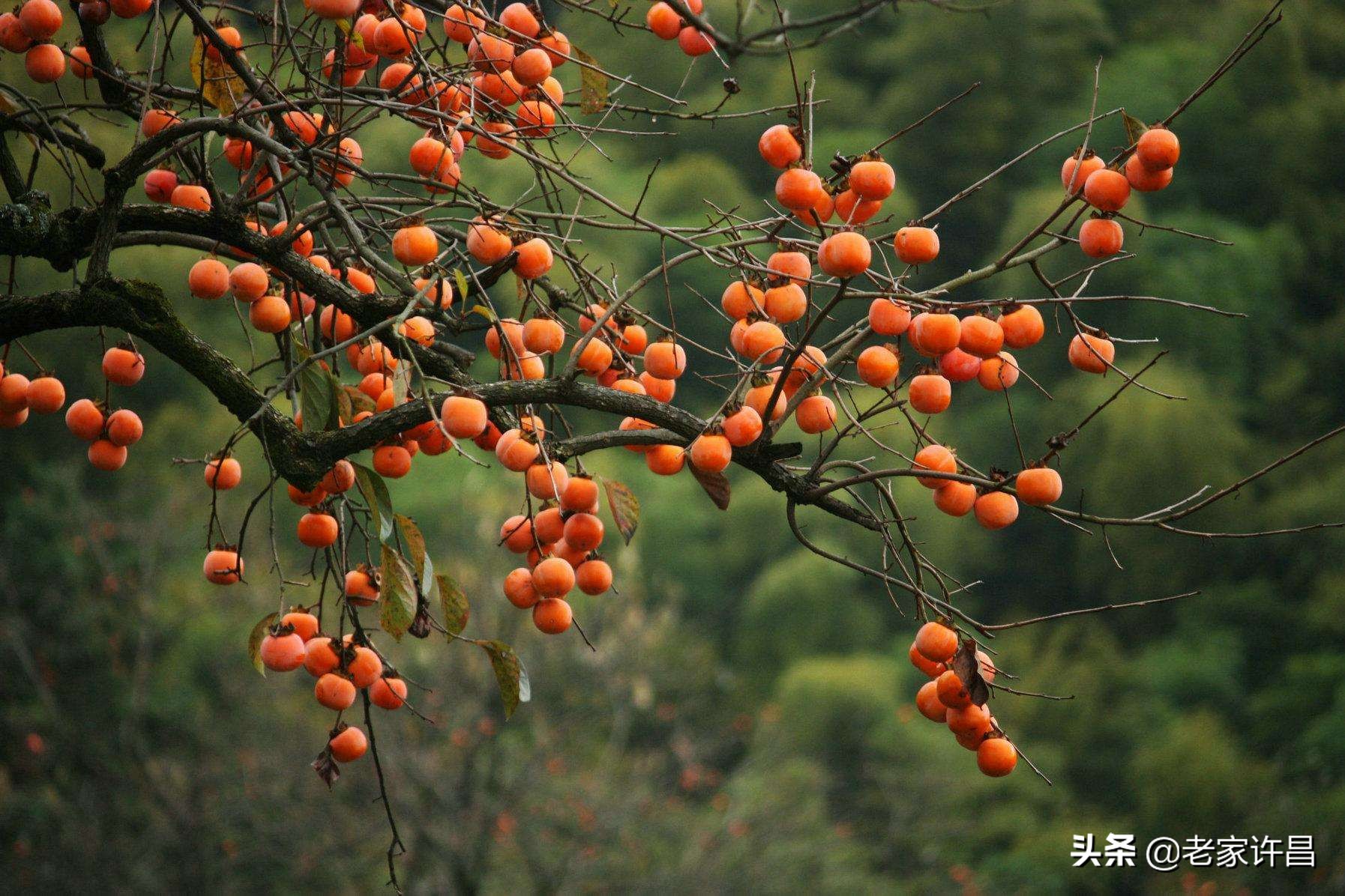 民间十大奇人奇事,许昌襄城县城关镇奇闻轶事