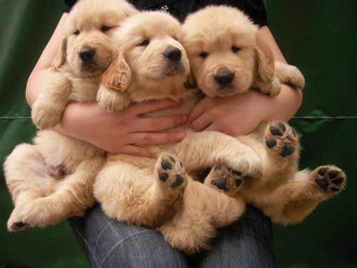 金毛夏天太热了怎么办,夏天金毛热吗