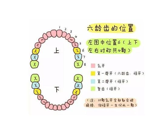 孩子六岁换牙需要补点啥,小孩换牙第一颗牙齿
