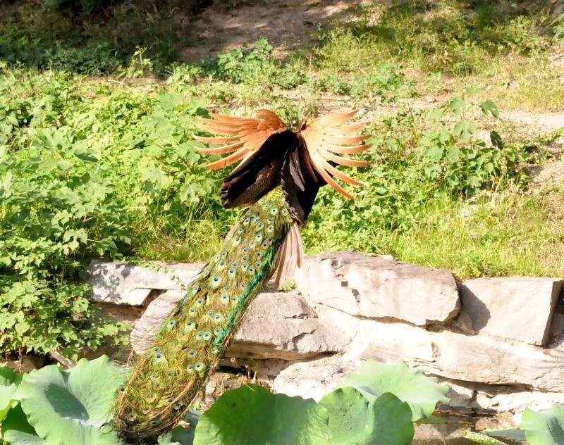 孔雀开屏美丽漂亮的舞视频,孔雀开屏秀