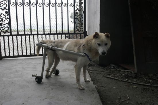 给残疾猫装轮椅,照顾残疾猫咪