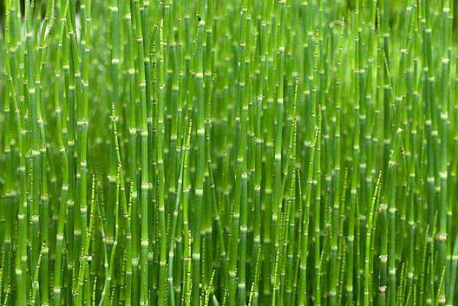 竹笋最著名的诗句,竹笋的诗句古诗带赏析