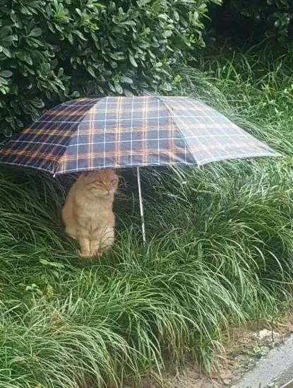 新手铲屎官第一次给猫洗澡,给猫咪洗澡的时候猫咪为什么怕水