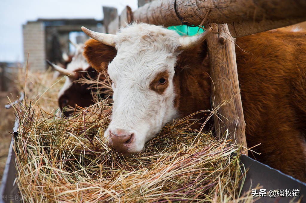养殖场驱蚊子最有效的方法,养殖场蚊子苍蝇成灾怎么解决