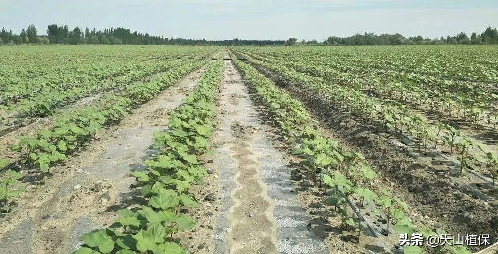 什么棉花种产量高,棉花高产量施肥技巧