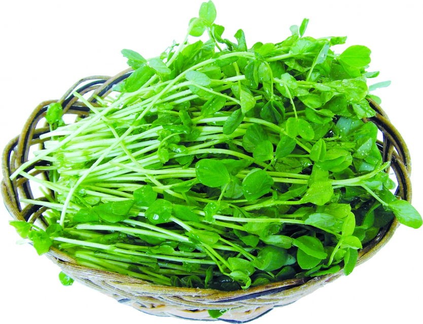 蔬鑫源芽苗菜加盟,芽苗菜加盟有前景吗