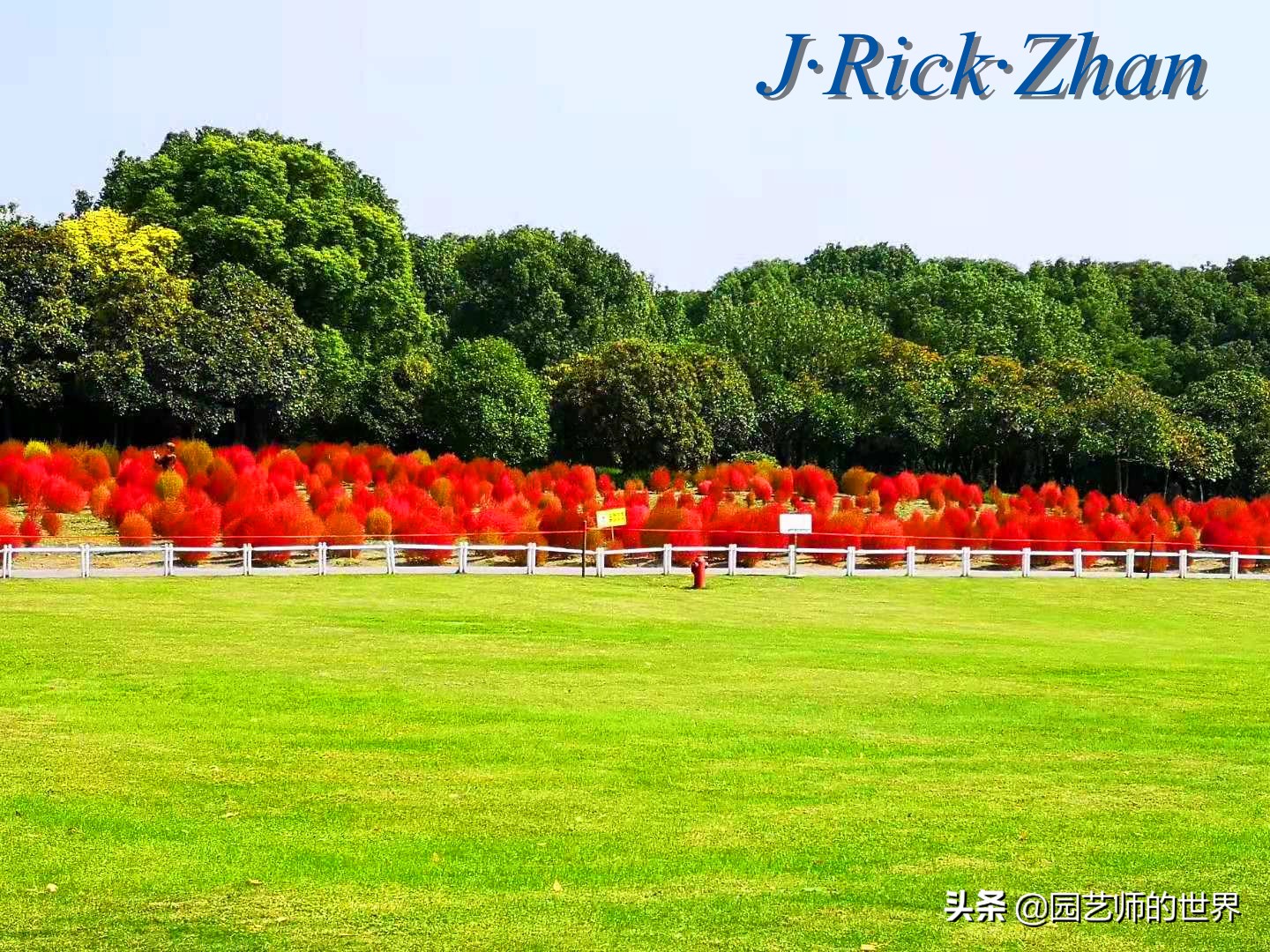 红色地肤草的种植方法,红地肤怎么养