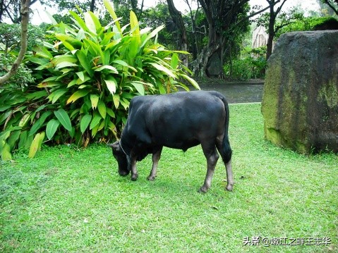 海南有一个地方五指山,海南五指山探秘