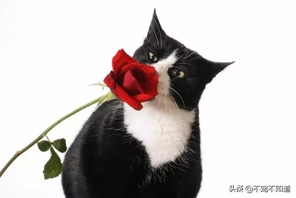 我家的猫一直流鼻涕,我家的猫老是干呕