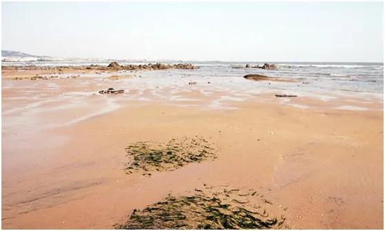 日照金沙滩歌曲,日照金沙滩