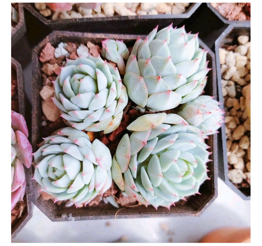 多肉爱长草怎么办,多肉爱火怎么养