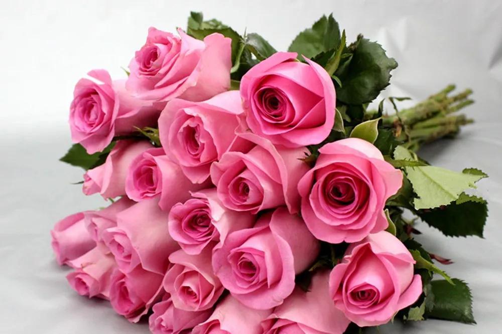 花店常用玫瑰花品种大全,一篇文章带你认识三亚40种花