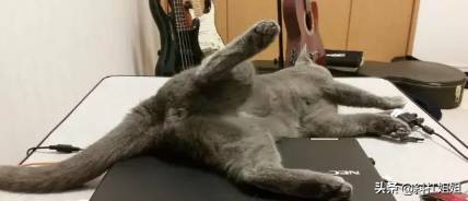 国外一只猫每天自己外出,国外一只猫经常露出奇怪表情