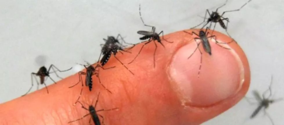 花露水怎么驱蚊最有效,庭院驱蚊最有效的方法