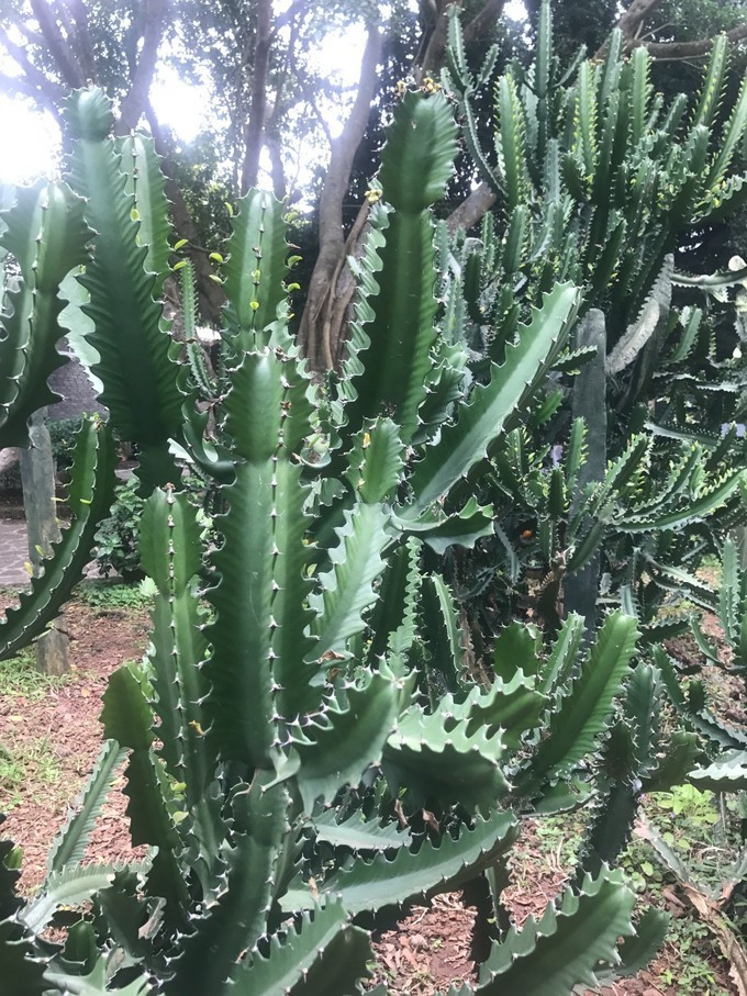 一家人海口旅游攻略,海口一家三口哪里好玩