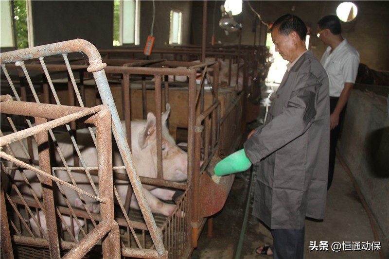 母猪产后坐月子,母猪坐月子